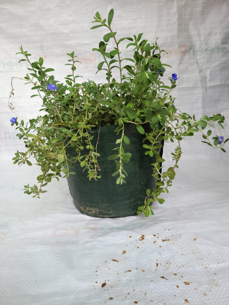 Pot Shaped Plant Pouches ( Pack of 6 ) : Crater Supple bags 220 GSM