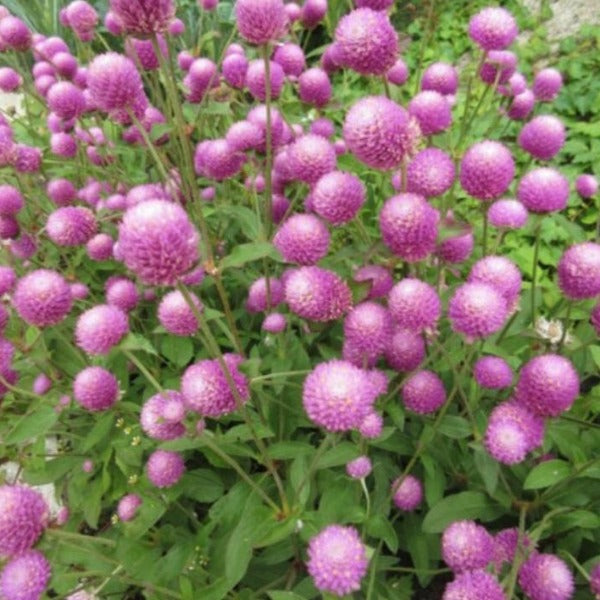 Light Rose Vadamulla | Gomphrena - Desi Flower Seeds