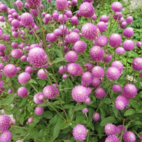 Light Rose Vadamulla | Gomphrena - Desi Flower Seeds