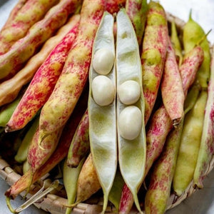 Soya Beans Seeds