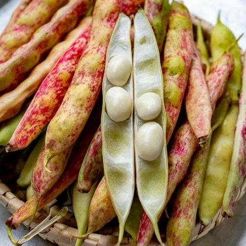 Soya Beans Seeds