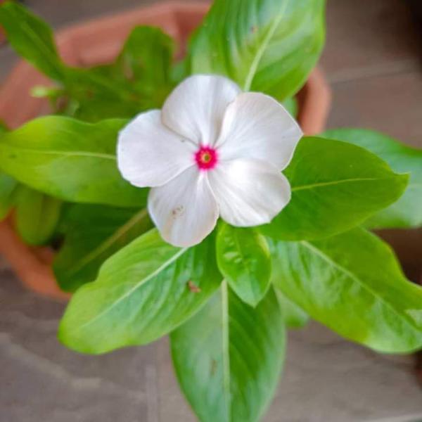 Nithyakalyani | Vinca Flower | Periwinkles Seeds