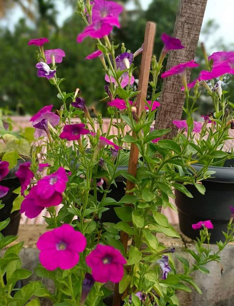 Petunia Flower Seed (Mixed Colour)