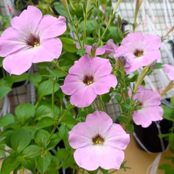 Petunia Flower Seed (Mixed Colour)