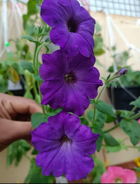 Petunia Flower Seed (Mixed Colour)