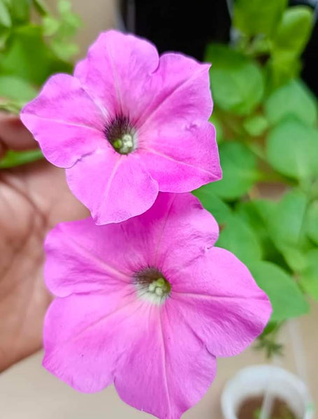 Petunia Flower Seed (Mixed Colour)