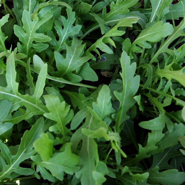 Jarjeer Vegetable Seeds | Rocket Arugula Herb Seeds