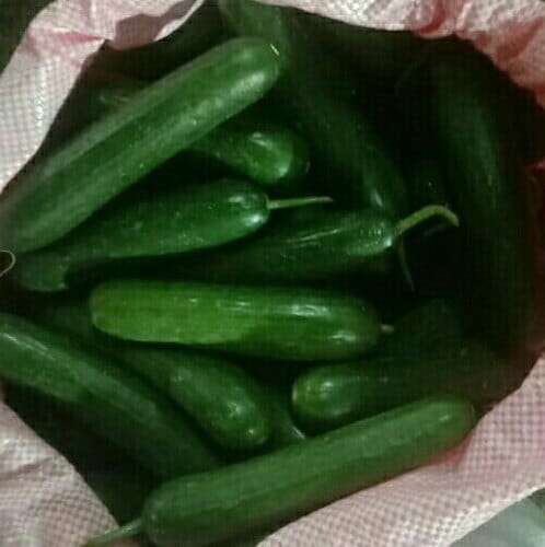 Simar Cucumber  Seeds