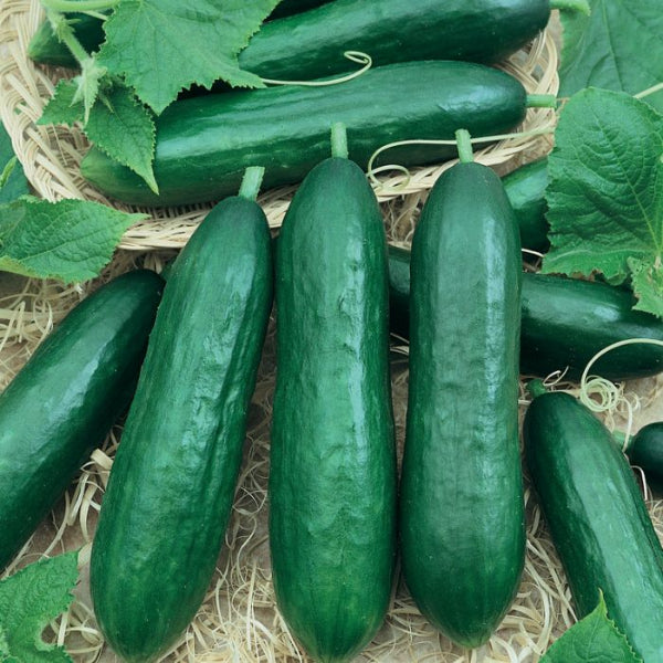 Simar Cucumber  Seeds