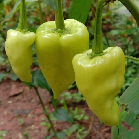 Sambar Chilli | Sambar Mulaku Seeds