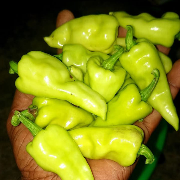 Sambar Chilli | Sambar Mulaku Seeds