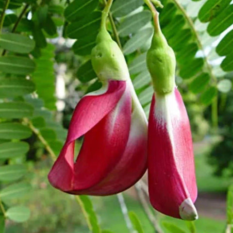 Agathi Cheera Red Seeds | Amaranthus