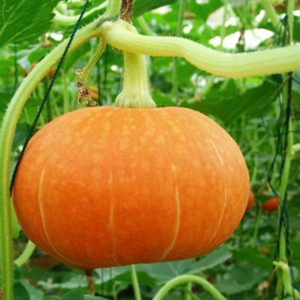 Ambili Mathan| Pumpkin Seeds