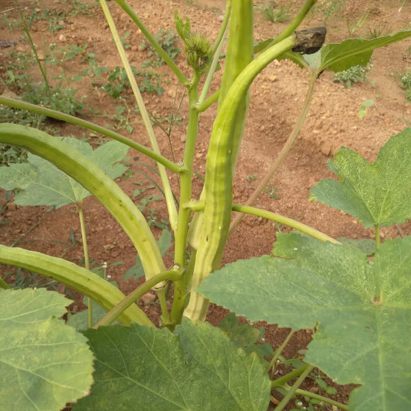 Green Ana Komban Venda | Ladies Finger Seeds | Okra