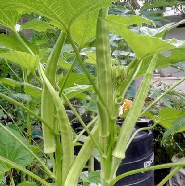 Green Ana Komban Venda | Ladies Finger Seeds | Okra