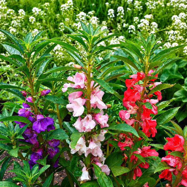 Colorful flowers in a garden setting with green foliage and white flowers in the background.