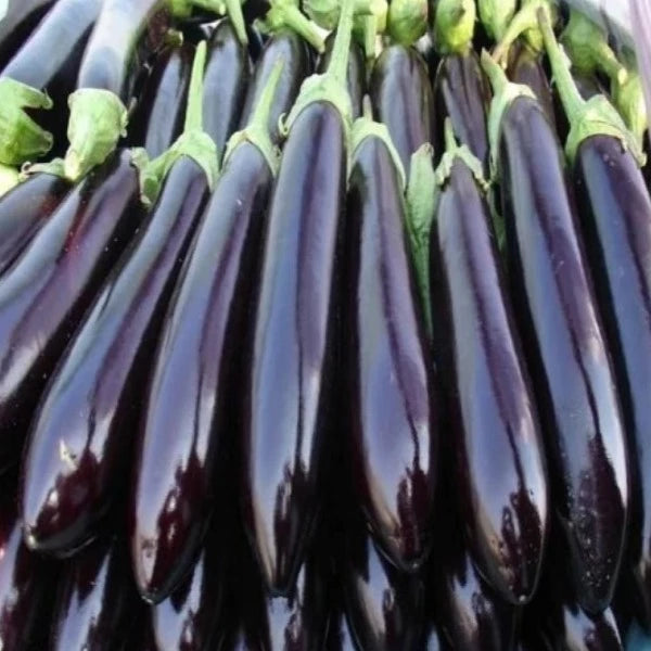 Black Long Vazhuthana Brinjal Seed | Egg Plant