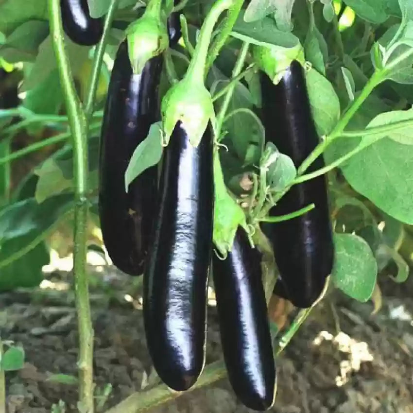 plant brinjal seeds Black Long Vazhuthana Brinjal Seed