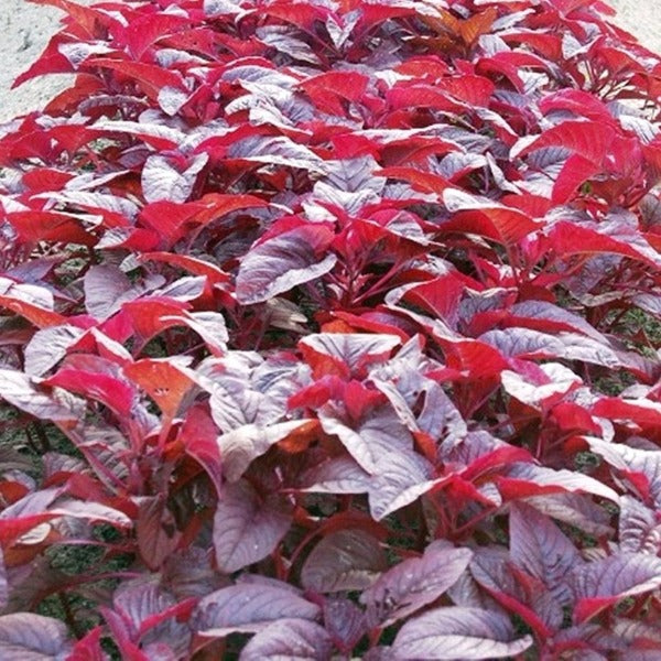Chempattu Cheera Seeds | Red Spinach , Amaranthus