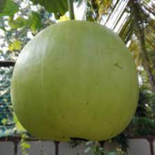 Kumba Churaka Seeds (Unda Churakka ) | Bottle Gourd Seeds