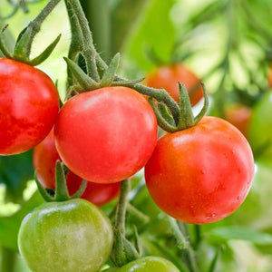 Tomato Seeds ( Manu Lekshmi )