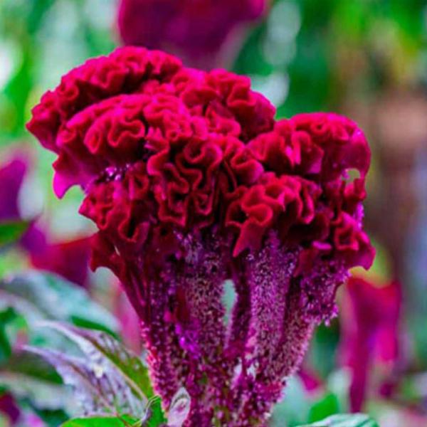 velvet plant seeds Velvet Flower