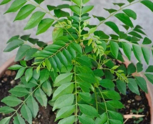 Curry Leaves , Kuriveppila Seeds