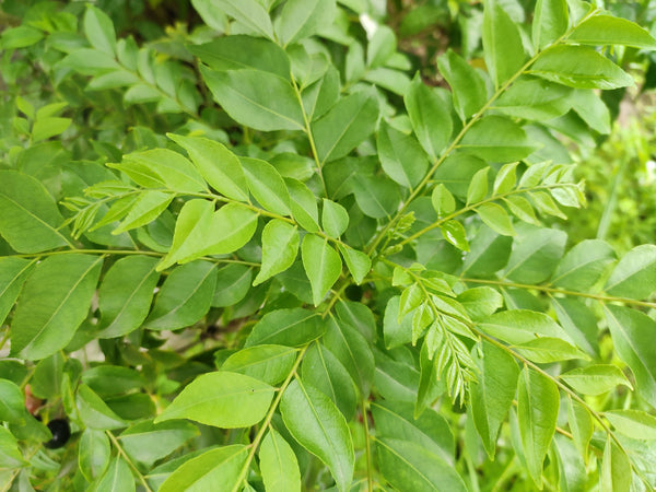 Curry Leaves , Kuriveppila Seeds