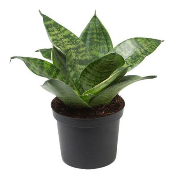 dwarf snake plant price Dwarf Snake Plant with Pot – Mini's Lifestyle Store