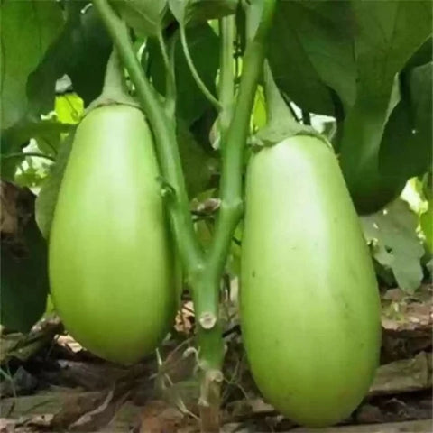 Green Oval Large Brinjal Seeds | Vazhuthana Seeds