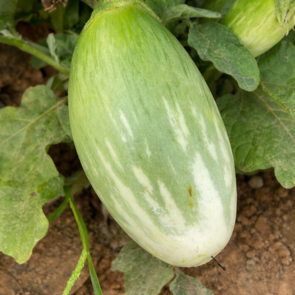 Green White Oval Vazhuthana Seeds | Brinjal Egg Plant Seeds
