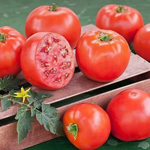 Tomato Seeds Vikas
