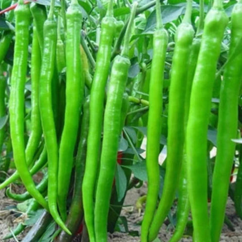 F1 Hybrid Green Chilli Seeds | Pacha Mulaku