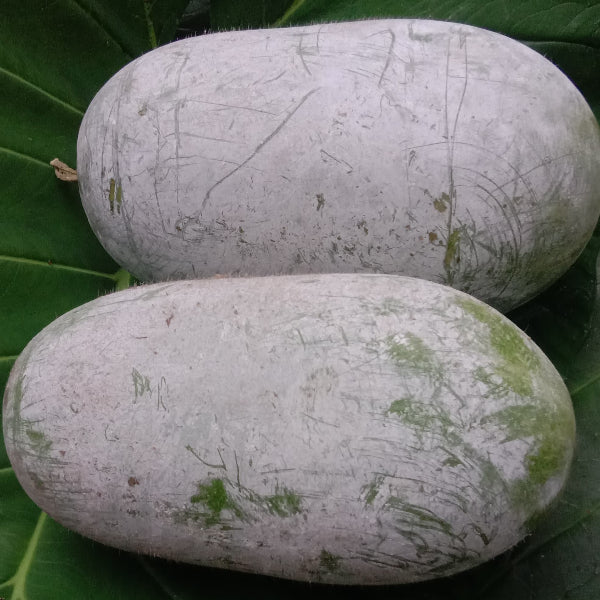 KAU Local Kumbalam 7Kg Variant Vegetable Seeds  | Ash Gourd