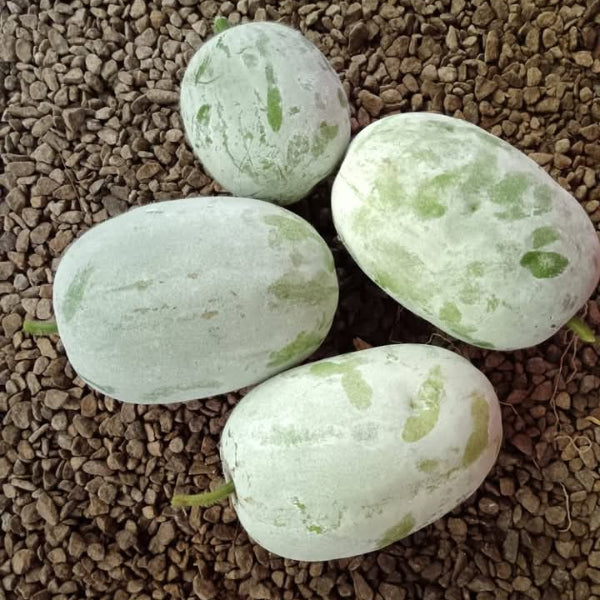 KAU Local Kumbalam 7Kg Variant Vegetable Seeds  | Ash Gourd