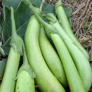 Brinjal Green Long Seed | Egg Plant
