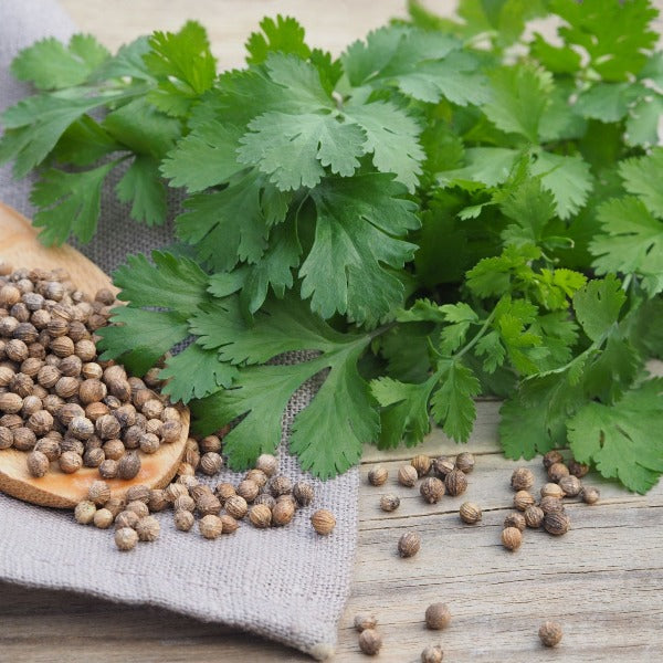 Coriander Seeds | Malli Seed