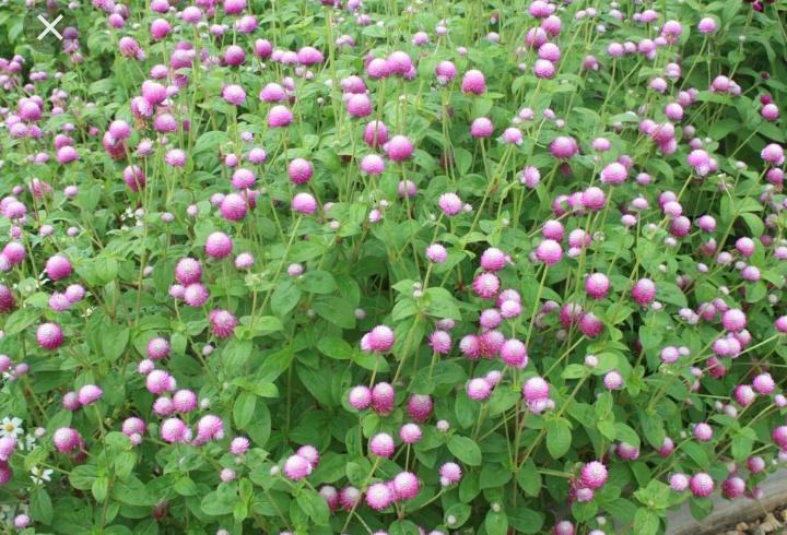 desi flower seeds Light Rose Vadamulla | Gomphrena