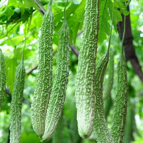 Hybrid Paval Seeds ( Maya ) | Bitter Gourd Seeds