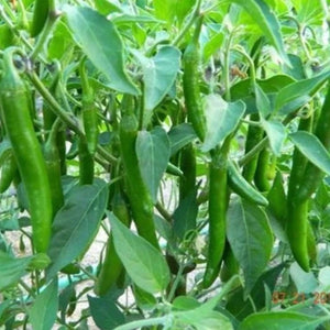 Hybrid Mulaku Seeds Meghana| Chilli Seeds