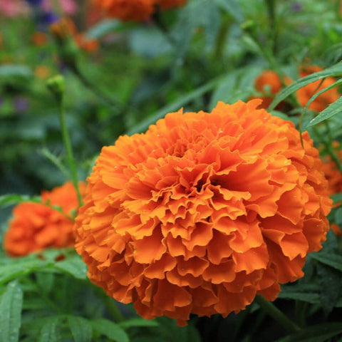 Mexican Marigold Orange- Flower Seeds