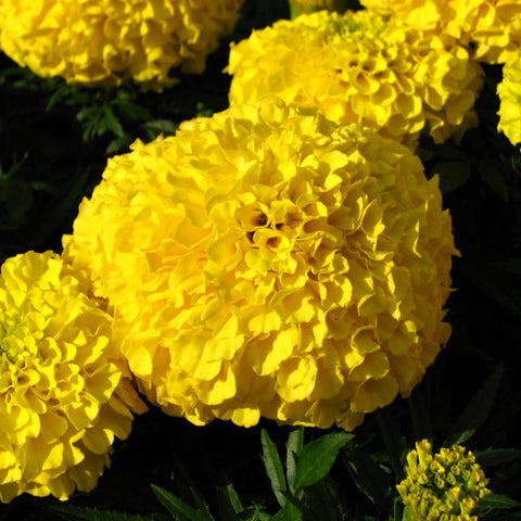 Mexican Marigold Yellow- Flower Seeds