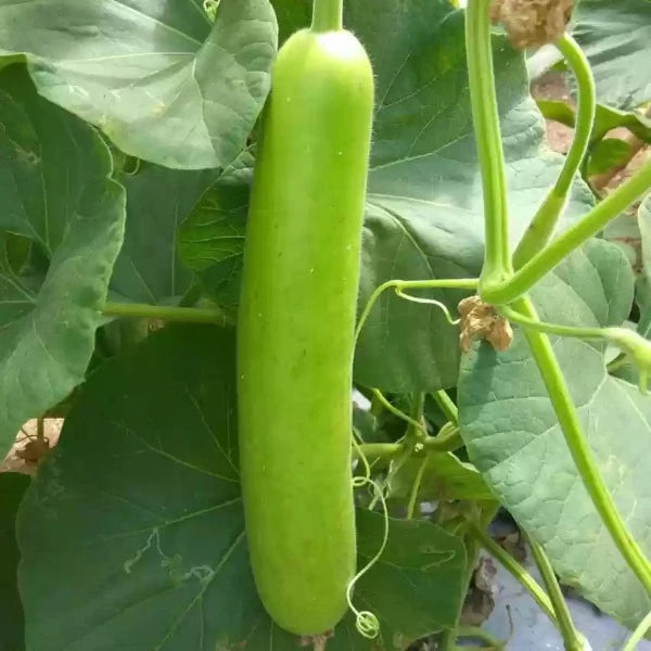 Hy Neelan Churaka Seeds | Bottle Gourd Seeds