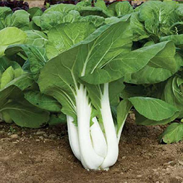 Pak Choi Chinese Cauliflower Seeds