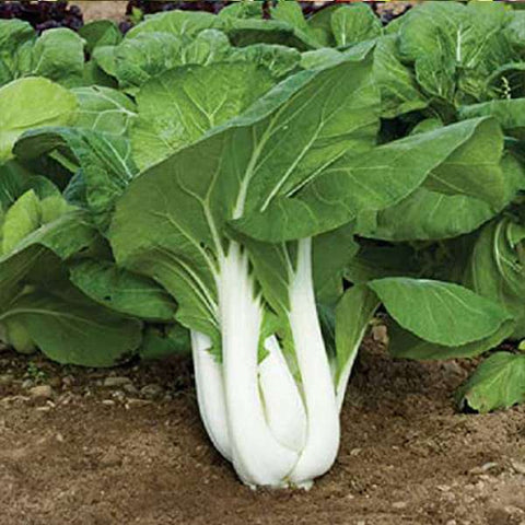 Pak Choi Chinese Cauliflower Seeds