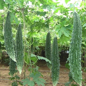 Hybrid Paval Seeds ( Pali F1 ) | Bitter Gourd Seeds