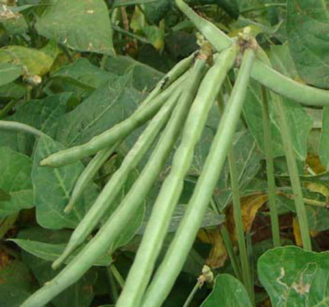 Kutti Payar | Green Long Payar (VU-5 ) Seeds