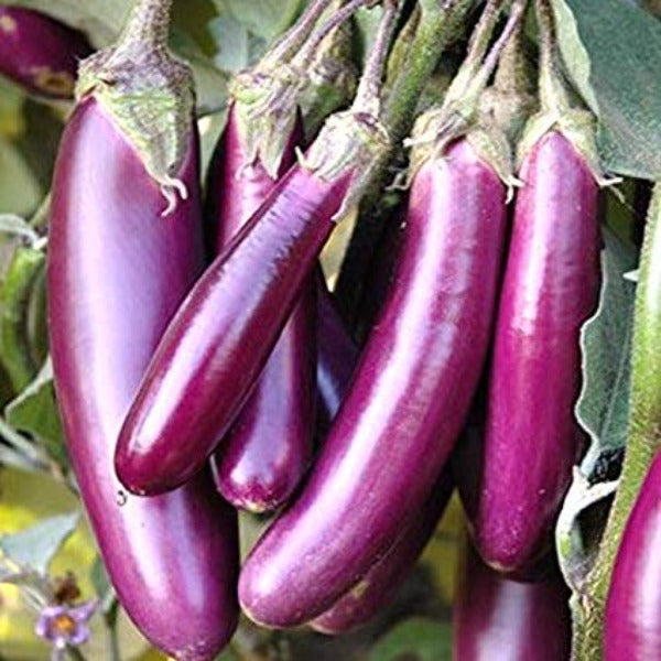 Pink Large Vazhuthana Seed | Brinjal