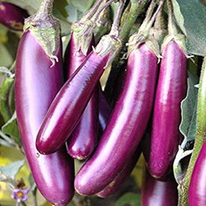 Pink Large Vazhuthana Seed | Brinjal