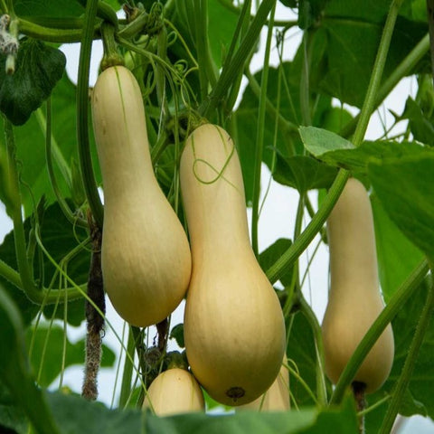 Butternut Squash Seeds